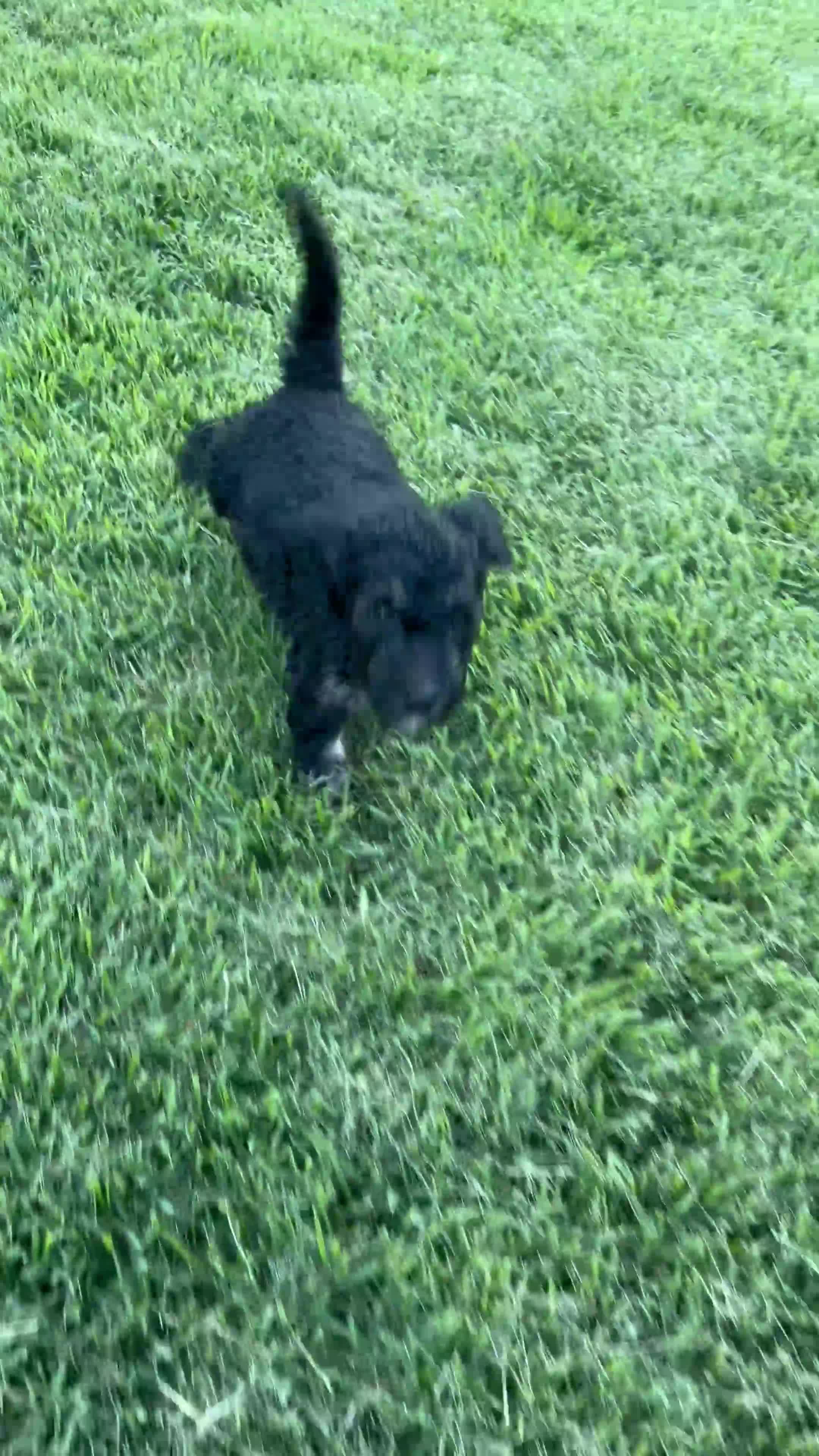 Double Doodle dogs for sale: Georgie - Video 1