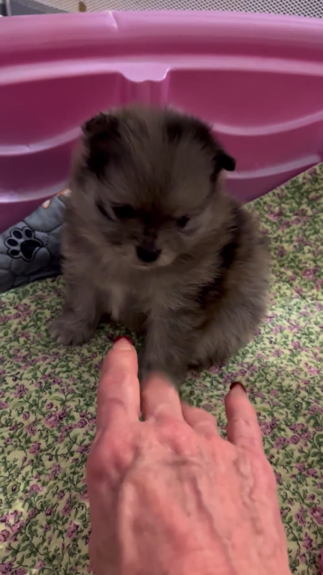 Pomeranian dogs for sale: Pomeranian Puppy 1 - Video 1