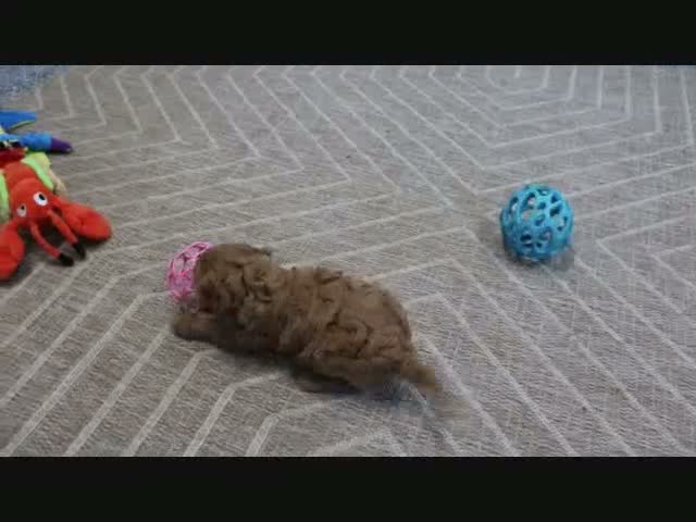 Mini Goldendoodle dogs for sale: Fallon - Video 5