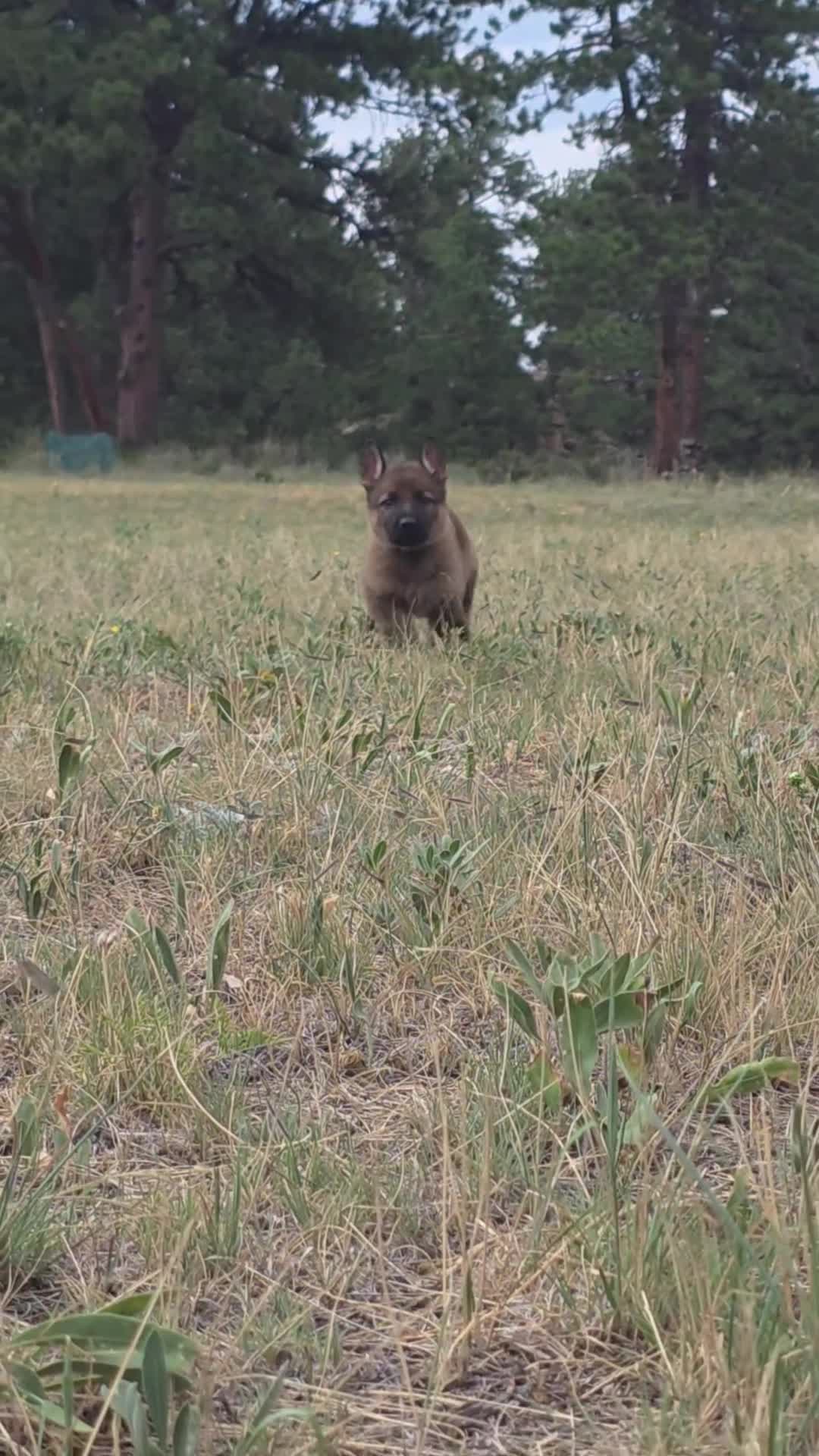 German Shepherd dogs for sale: Boy (Green) - Video 1