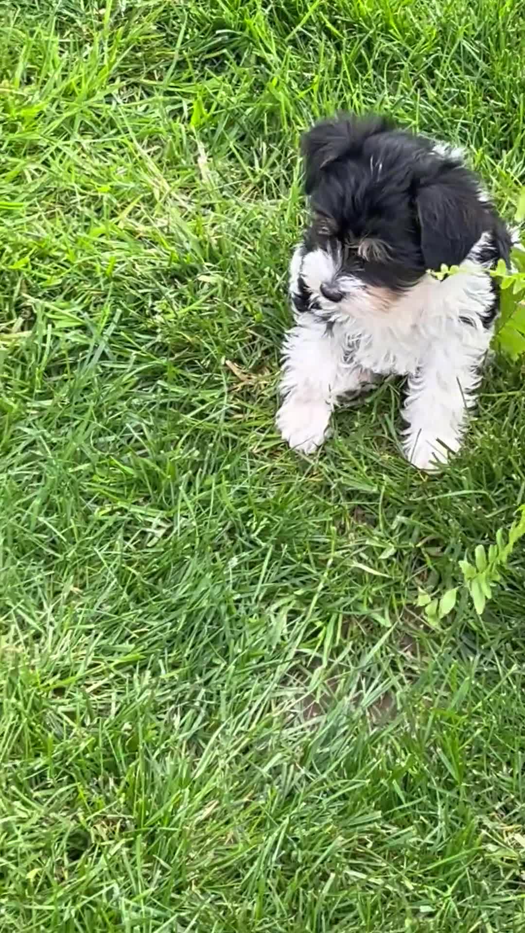 Miniature Schnauzer dogs for sale: Stetson - Video 1