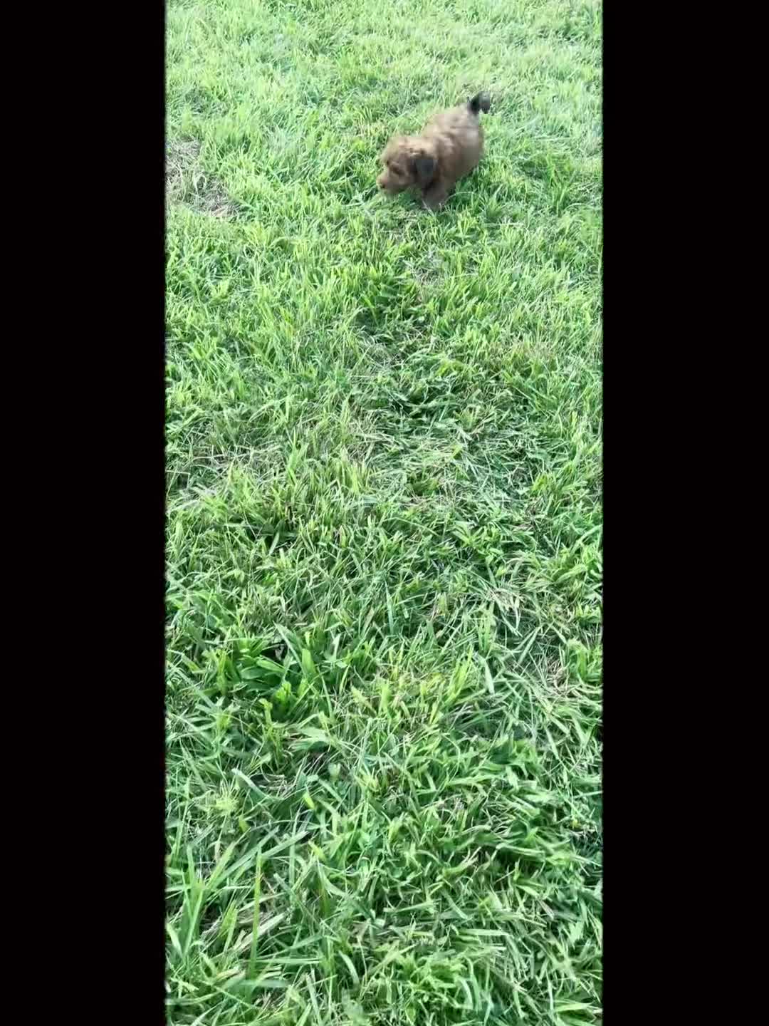 Yorkiepoo dogs for sale: Azrael - Video 1