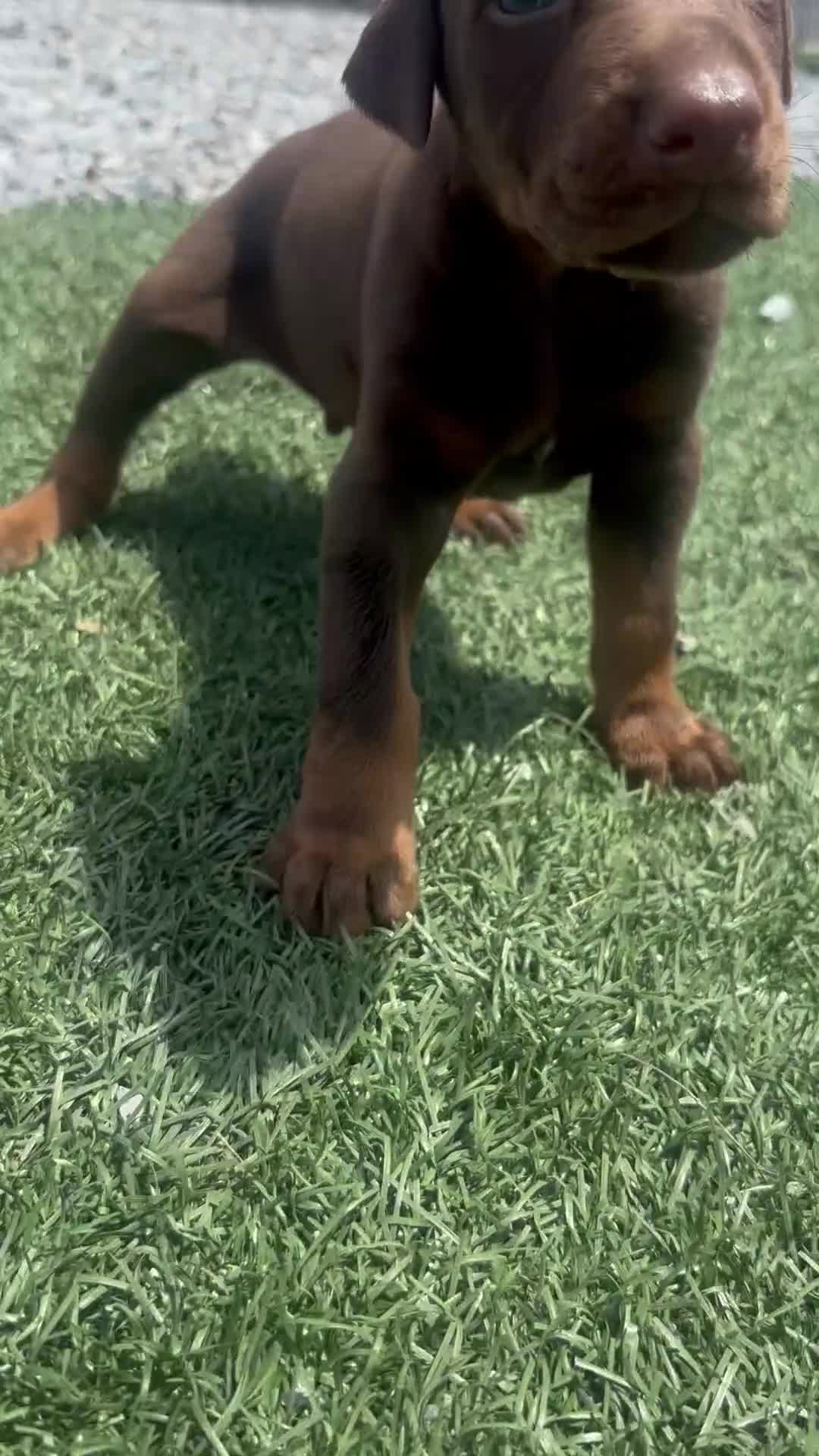 Doberman Pinscher dogs for sale: Blaze - Video 1