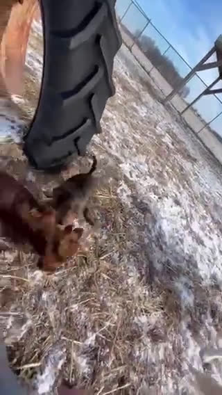 Pomsky dogs for sale: Pomsky Puppy 1 - Video 2