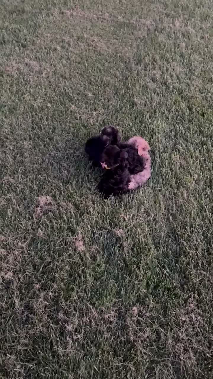 Yorkiepoo dogs for sale: Tiny Stella - Video 2