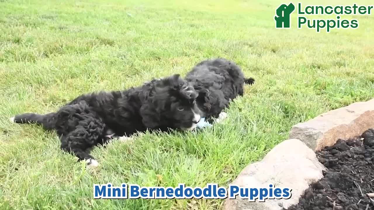 Ned Bernedoodle for sale in Lykens | Lancaster Puppies