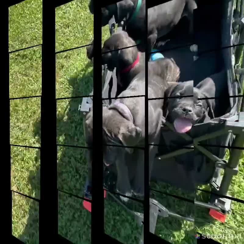 Cane Corso dogs for sale: Shuri - Video 1