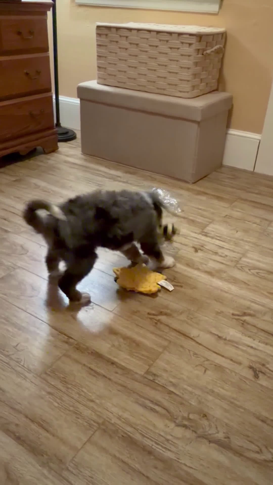 Mini Bernedoodle dogs for sale: 💚 IN BOSTON MASSACHUSETTS AREA 💚 BLUE MERLE TRI COLOR BOY 💚 MINI BERNEDOODLE 💚 - Video 1