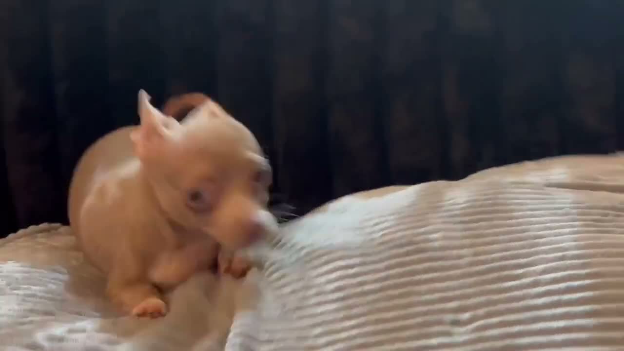 Chihuahua dogs for sale: Mr hazel  - Video 1