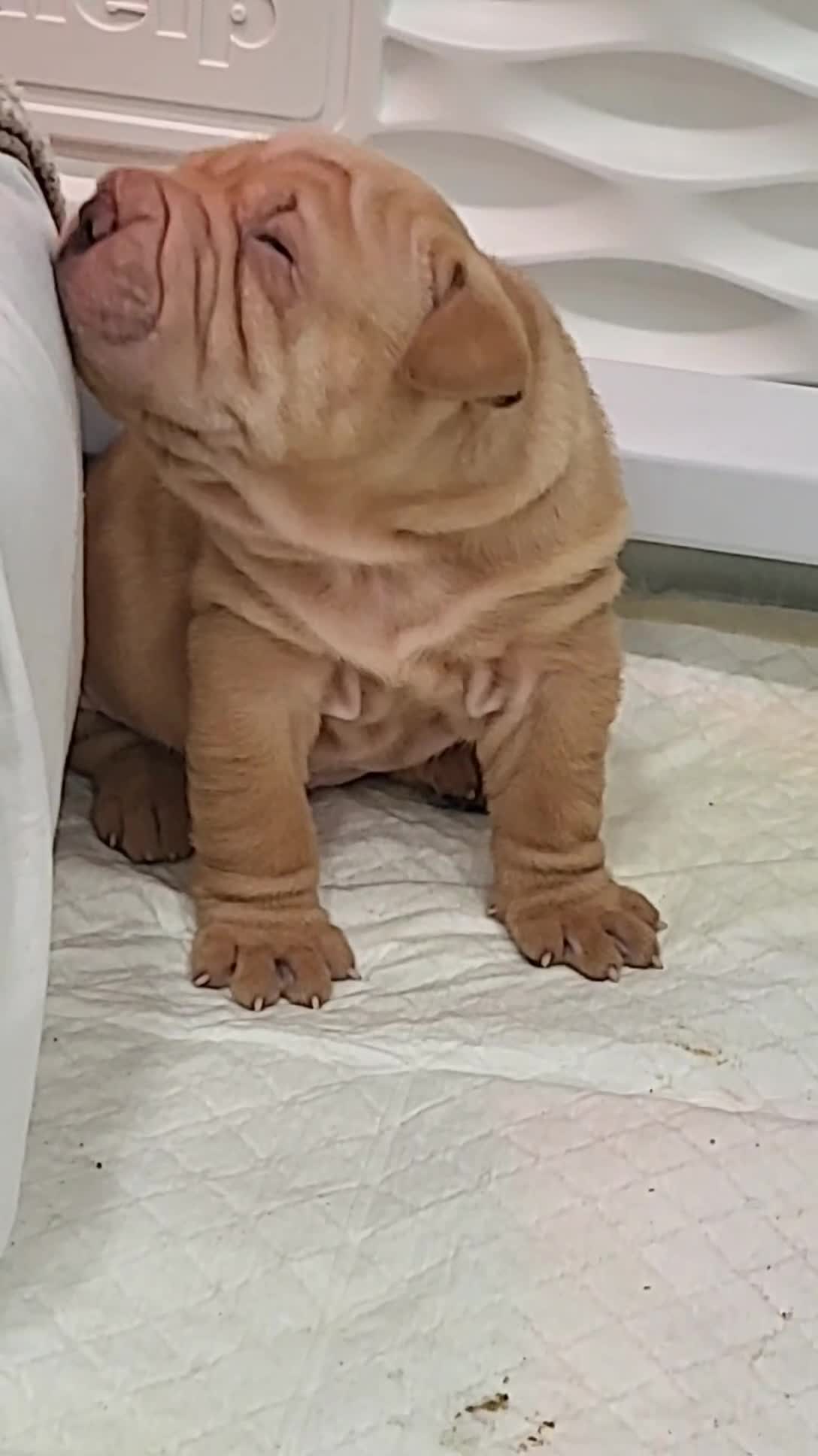 Shar Pei dogs for sale: Shar Pei Puppy 1 - Video 1
