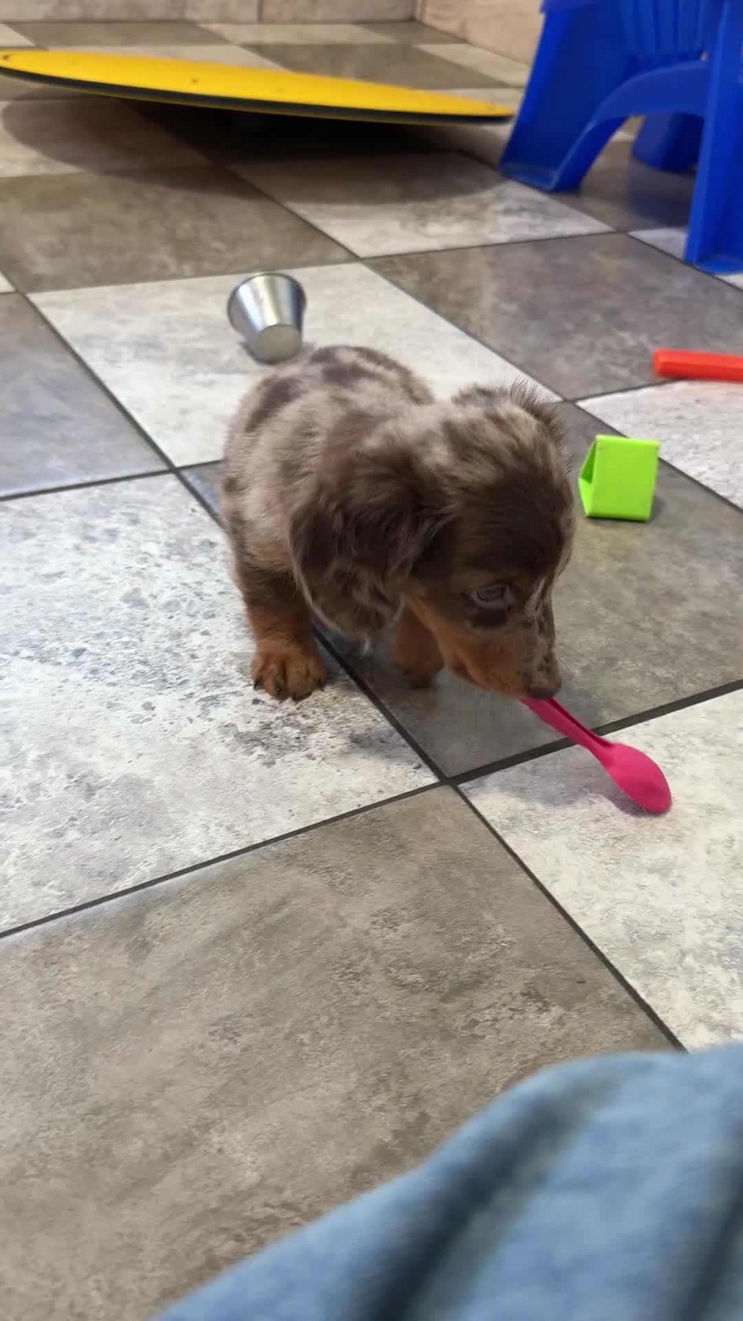 Miniature Dachshund dogs for sale: Danny - Video 1