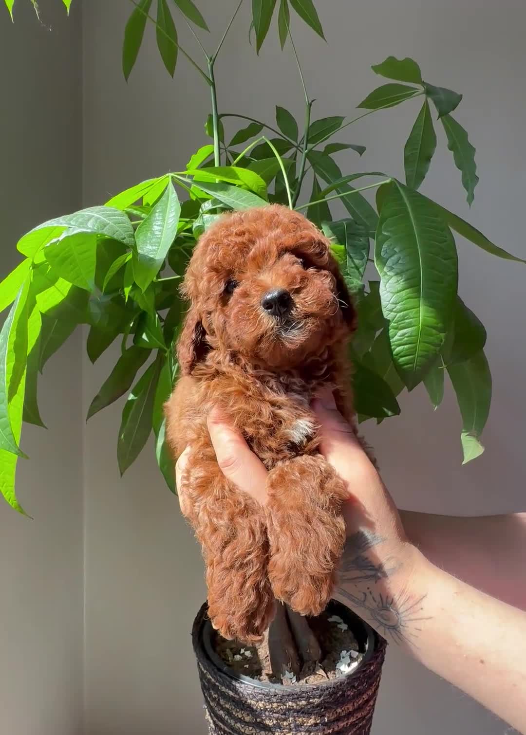 Toy Poodle dogs for sale: Theo  - Video 1