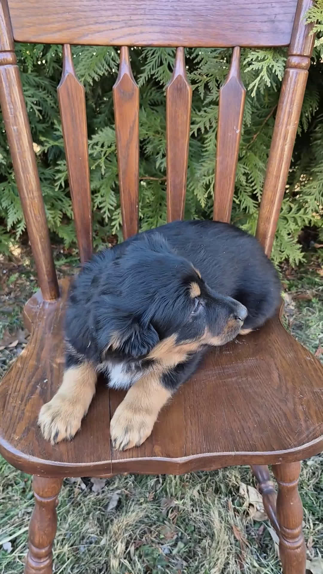 English Shepherd dogs for sale: English Shepherd Lilly  - Video 1