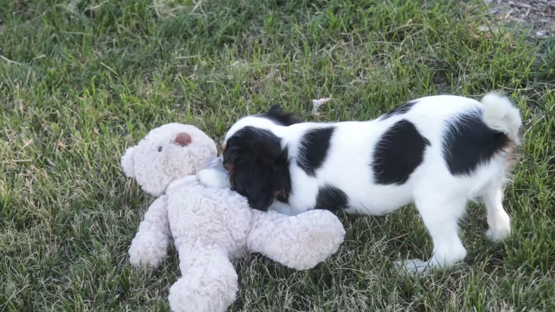 Cavalier King Charles Spaniel dogs for sale: Dottie - Video 1