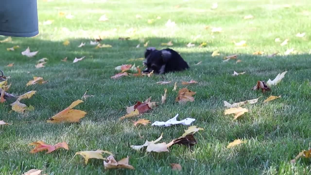 Miniature Schnauzer dogs for sale: Leon - Video 1