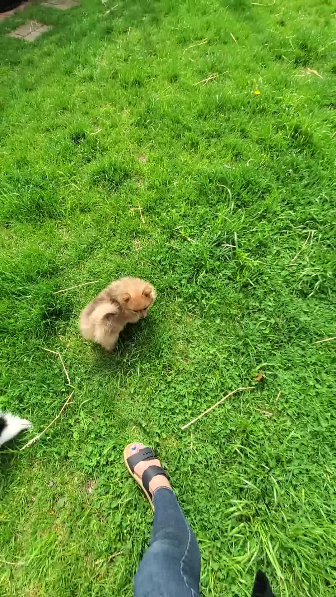 Pomeranian dogs for sale: Luke - Video 1