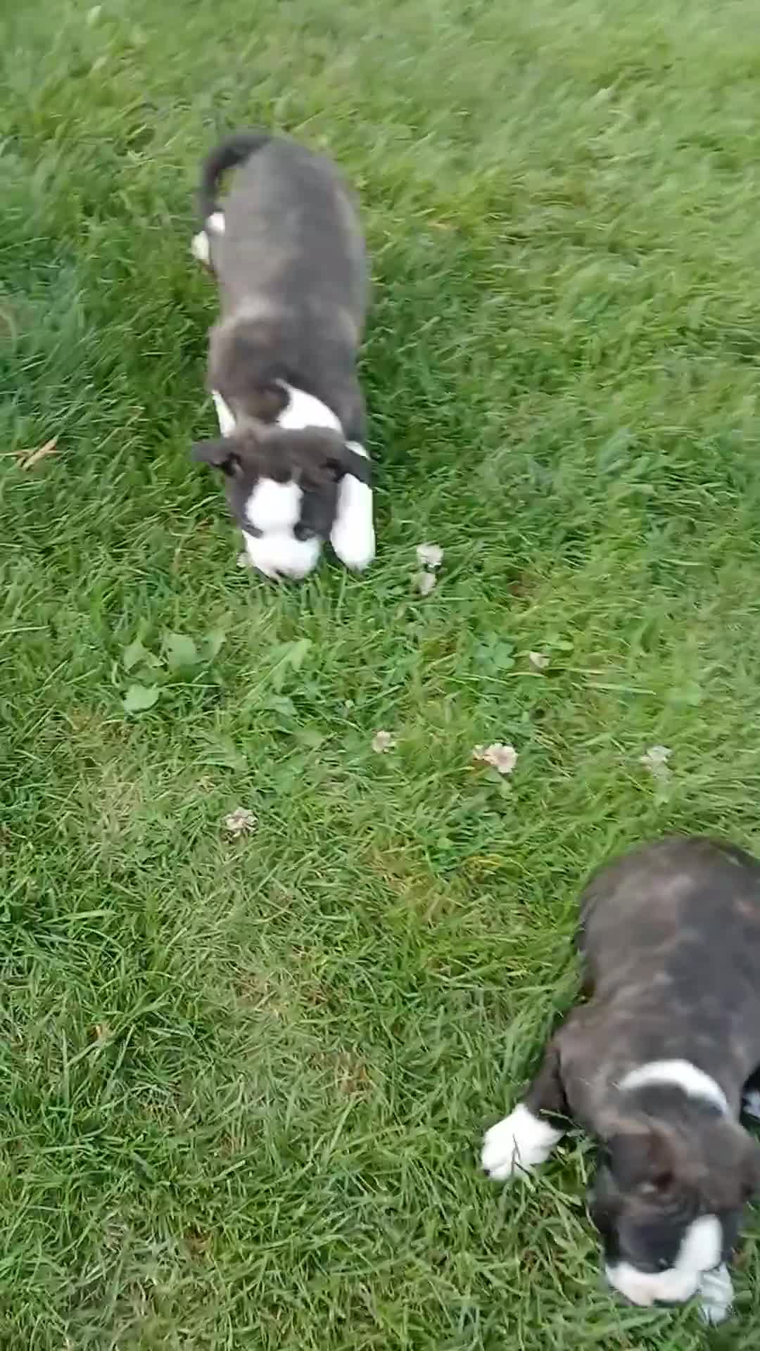 Mixed Breed dogs for sale: Stormie - Video 1