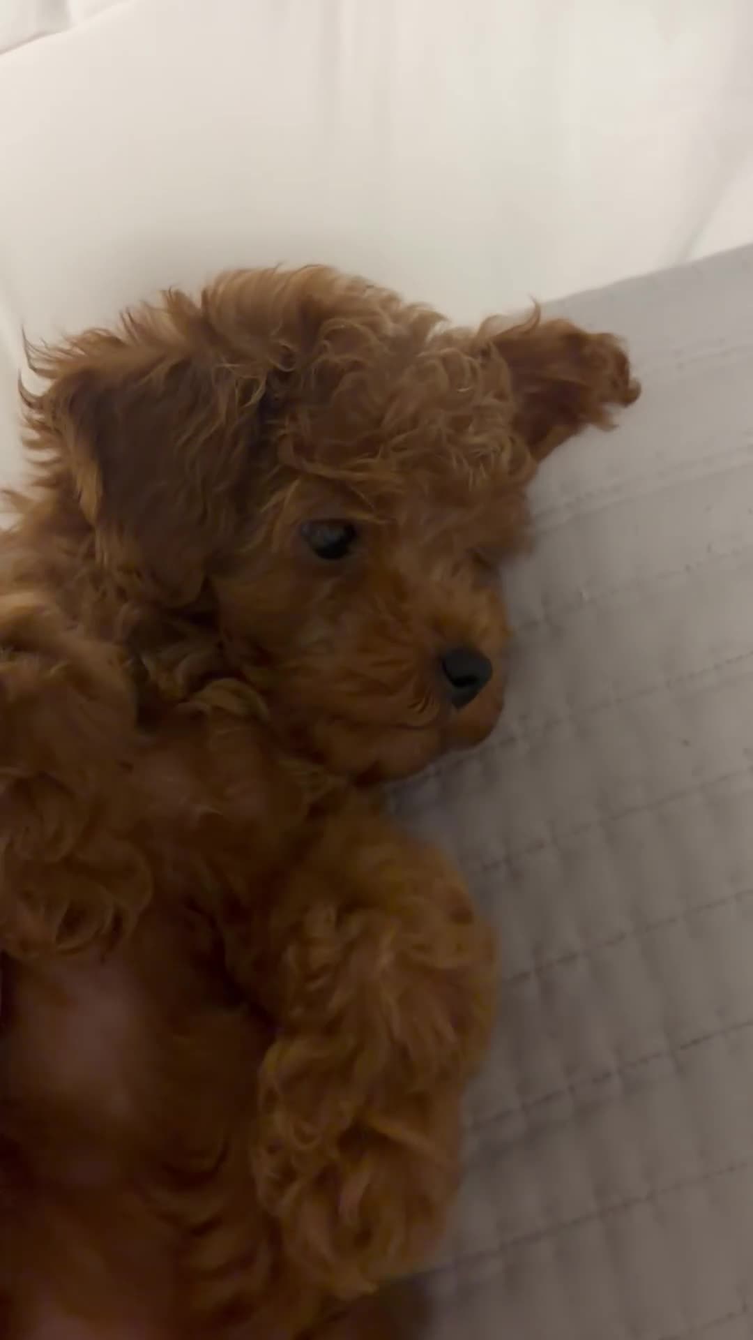 Toy Poodle dogs for sale: Rocky - Video 1