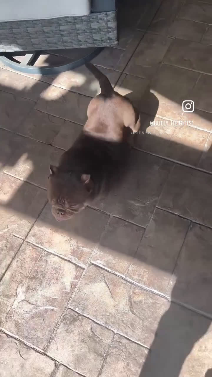 American Bully dogs for stud: King Kong - Video 1