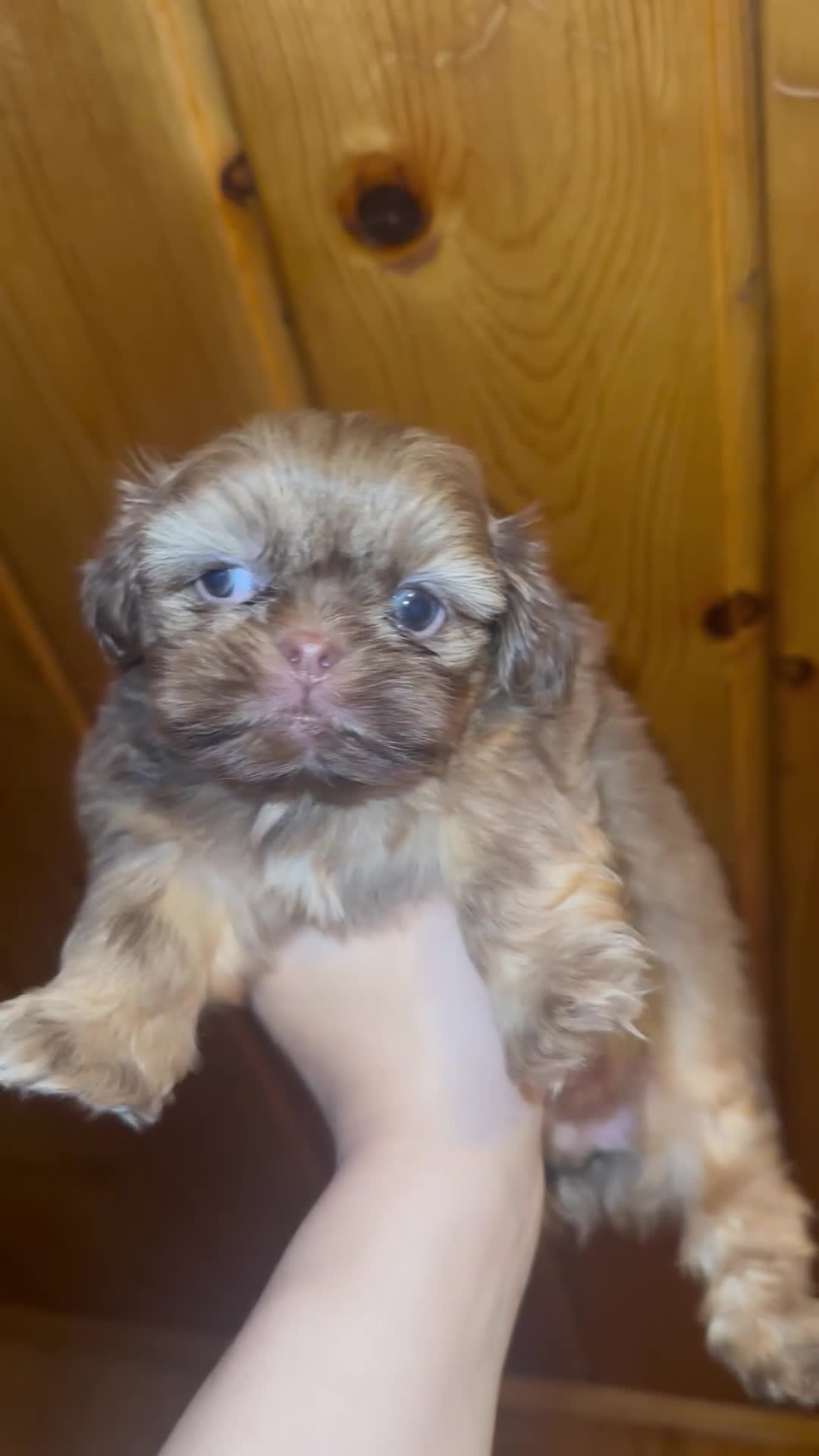 Shih Tzu dogs for sale: Reese  - Video 1