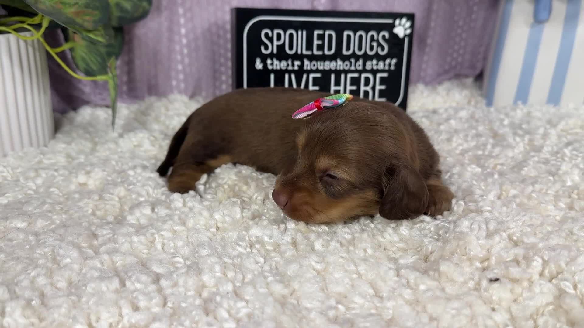 Miniature Dachshund dogs for sale: Miniature Dachshund 3 - Video 1