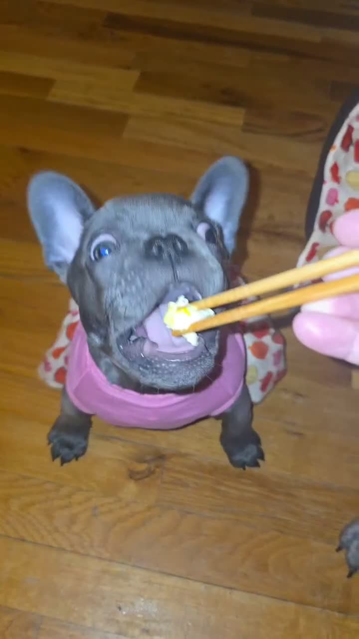French Bulldog dogs for sale: Female French Bulldog 🐕🩷 - Video 1