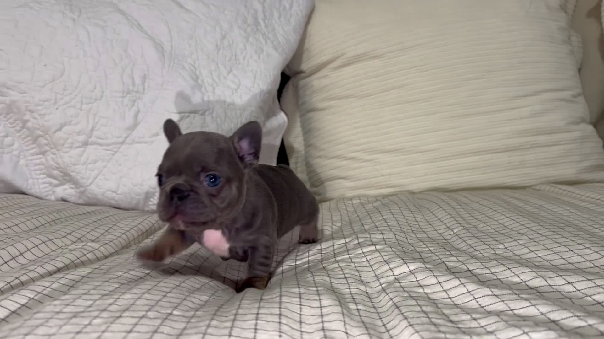 French Bulldog dogs for sale: Buttercup - Video 1
