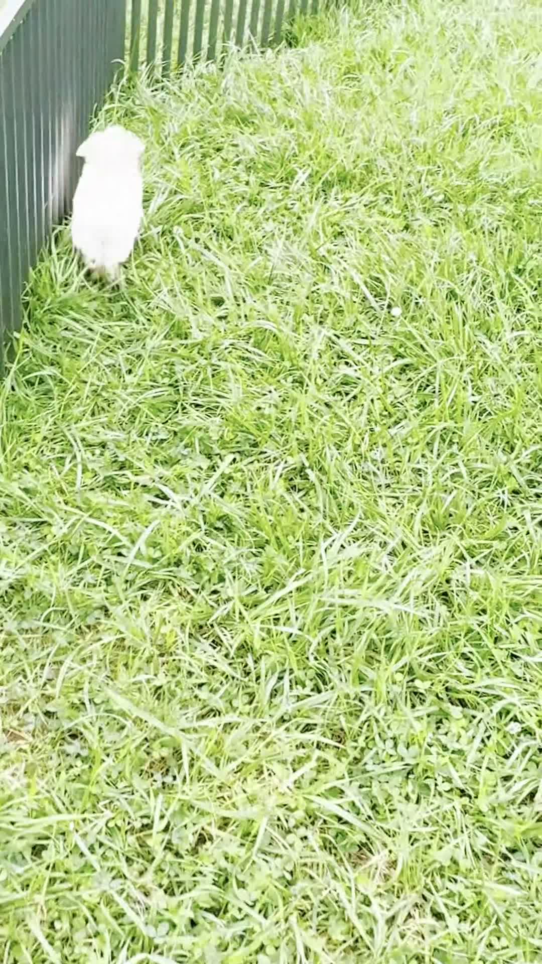Maltipoo dogs for sale: Ellie - Video 1