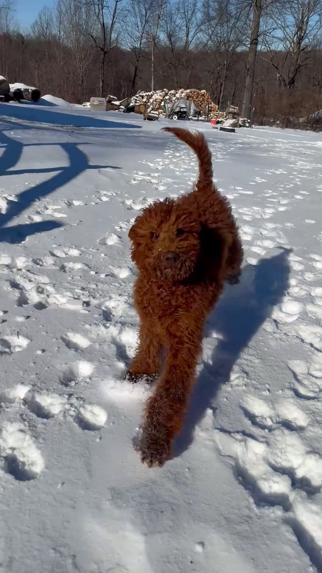Standard Poodle dogs for sale: Clifford  - Video 6