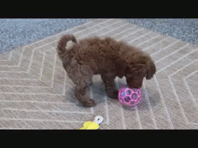 Mini Goldendoodle dogs for sale: Trooper - Video 3