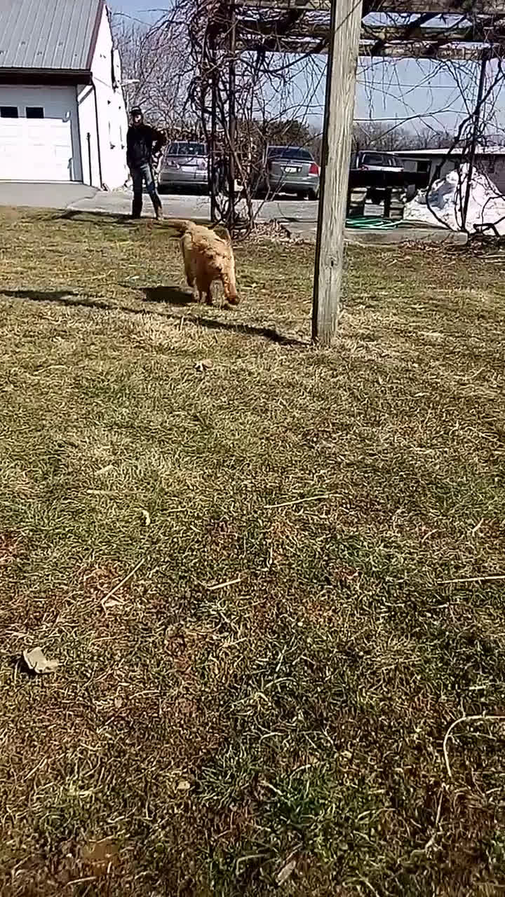 Mixed Breed dogs for sale: Lacee - Video 2