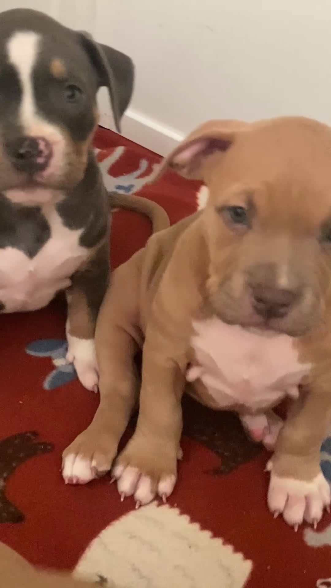 American Bully dogs for sale: American Bully Puppy 3 - Video 3