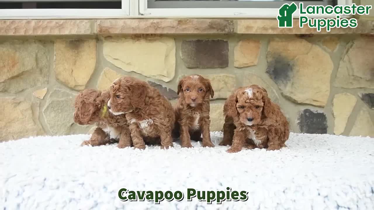 Cavapoo dogs for sale: Wanda - Video 1