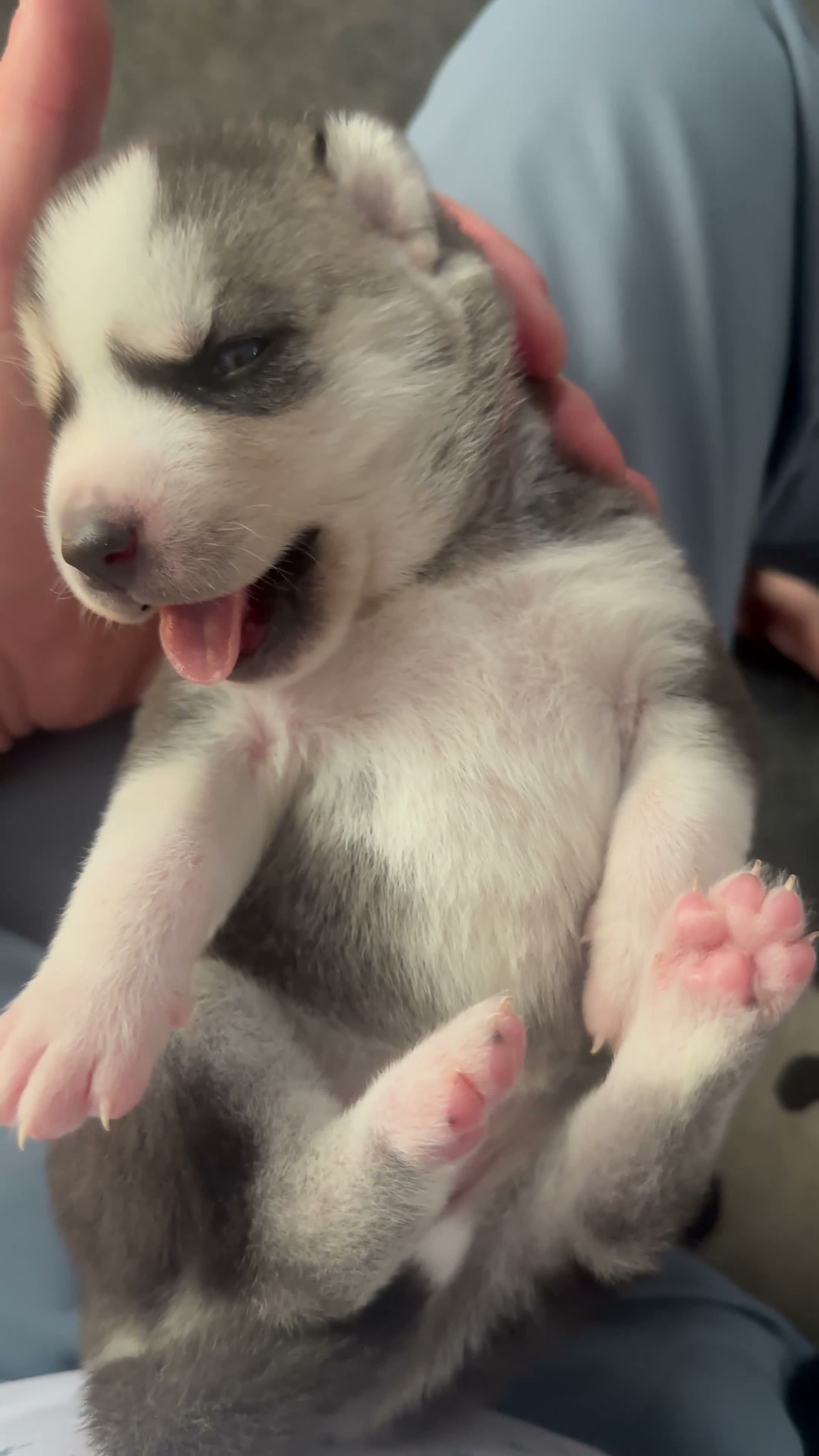 Siberian Husky dogs for sale: Annie Grace - Video 1