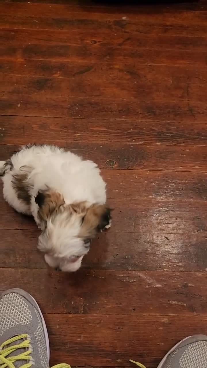 Havanese dogs for sale: Max - Video 2