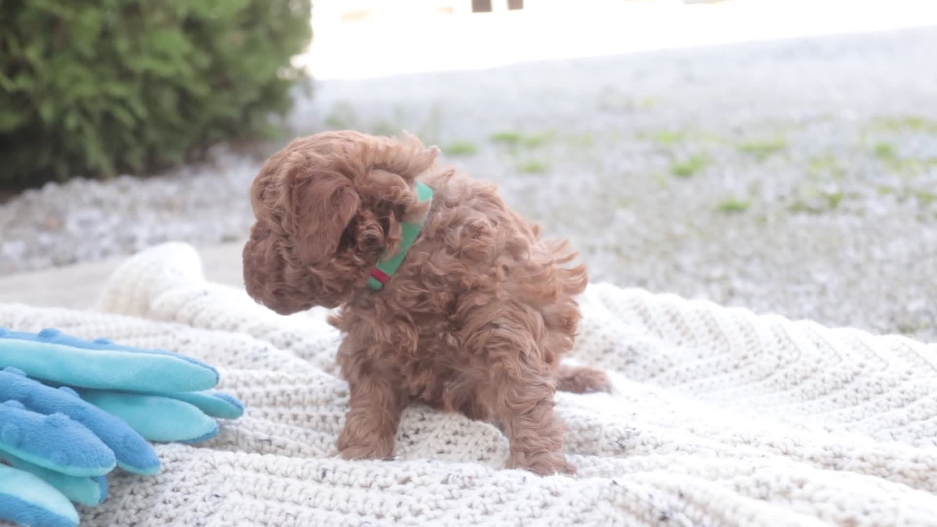 Miniature Poodle dogs for sale: Peyton - Video 1