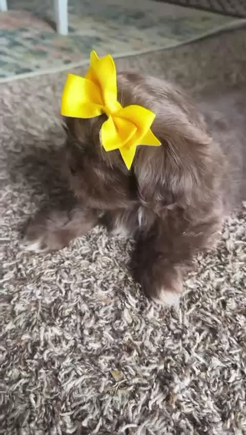 Shih Tzu dogs for sale: Summer - Video 1