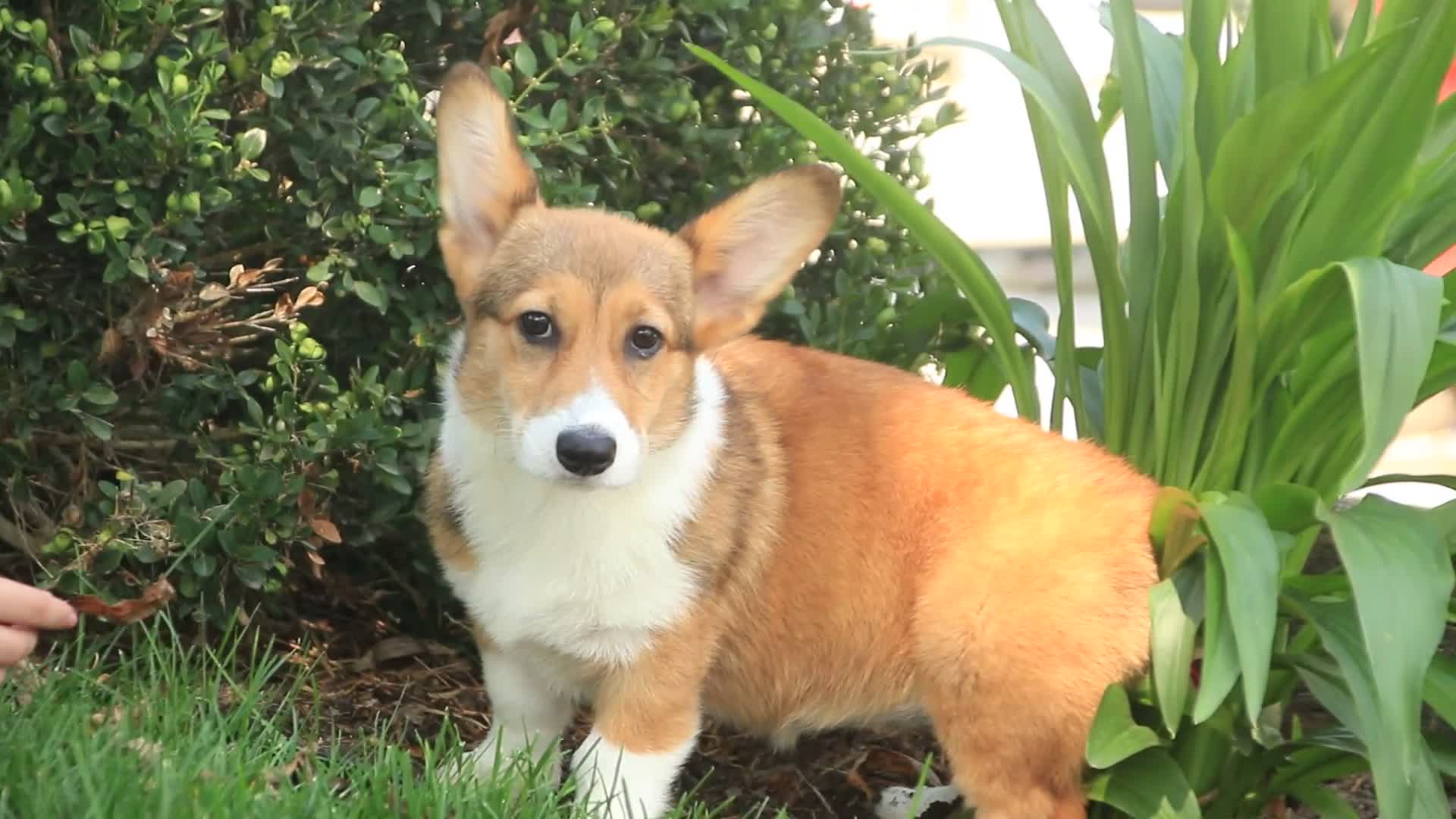 Welsh Corgi Pembroke dogs for sale: Trix Welsh Corgi Pembroke  - Video 1