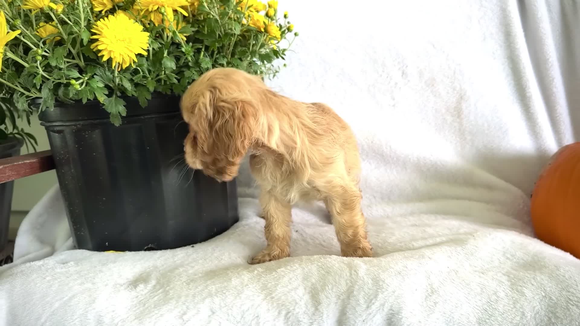 Cocker Spaniel dogs for sale: Daisy - Video 1