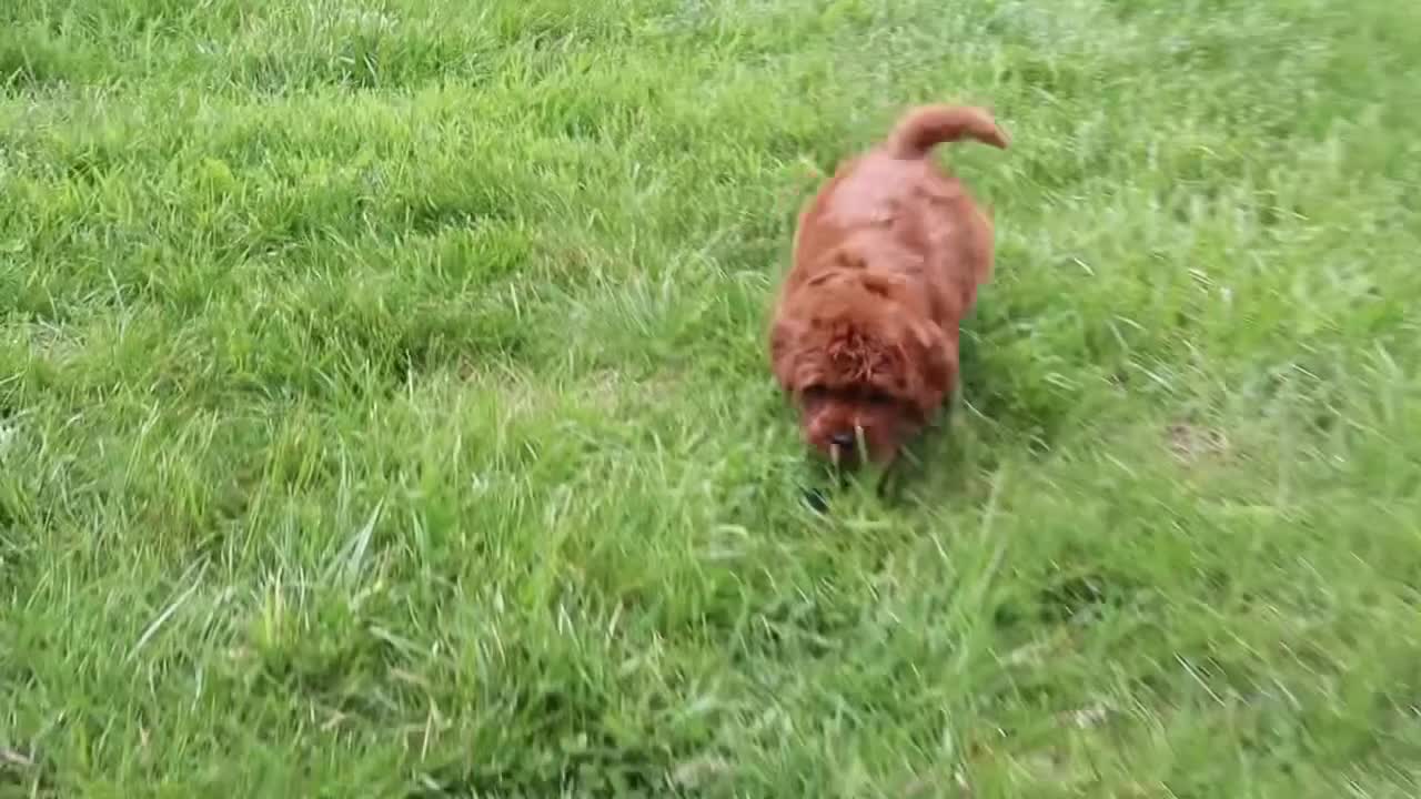 Cavapoo dogs for sale: Mr. Rambo - Video 6