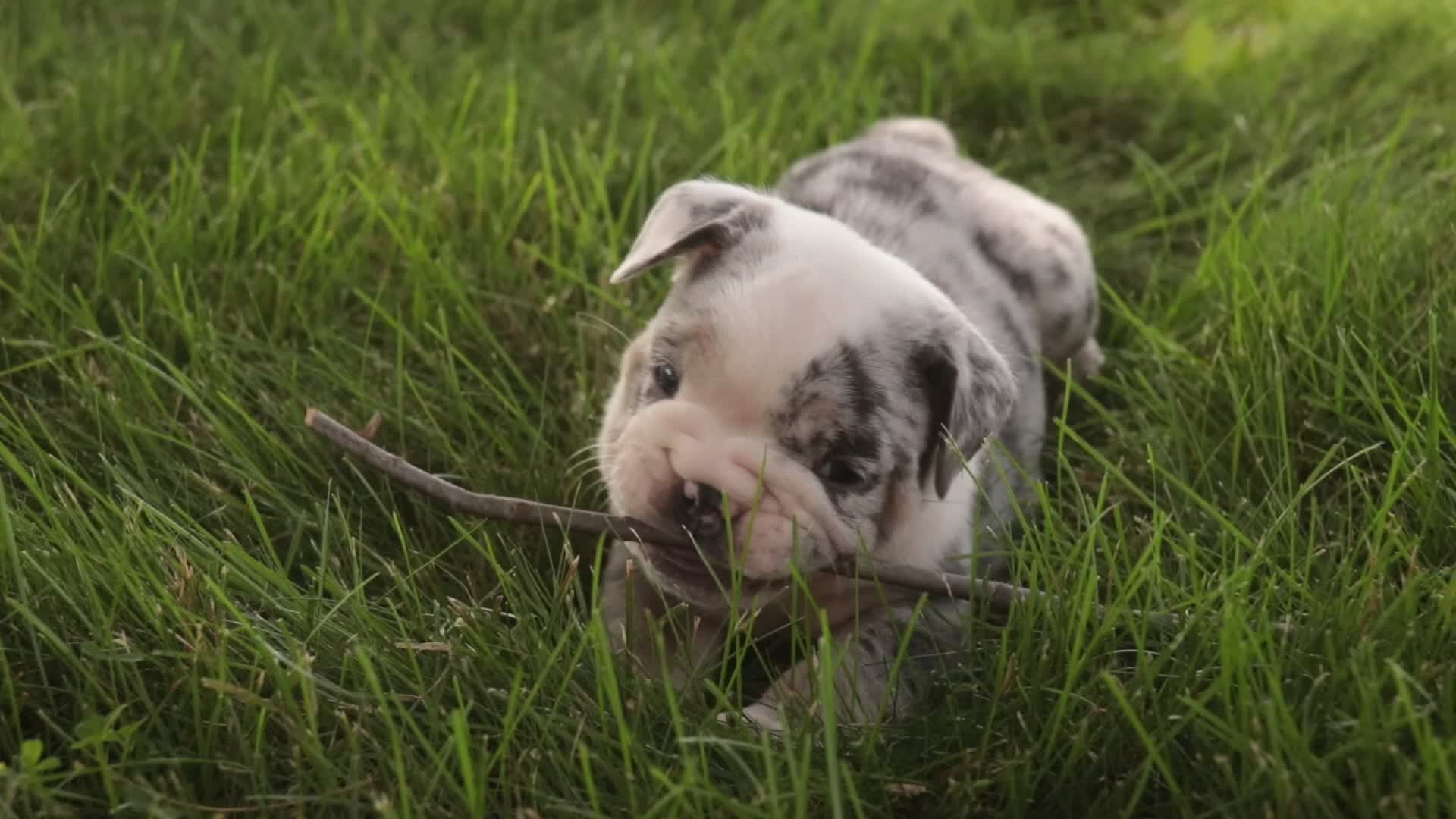 English Bulldog dogs for sale: Savannah English Bulldog  - Video 4