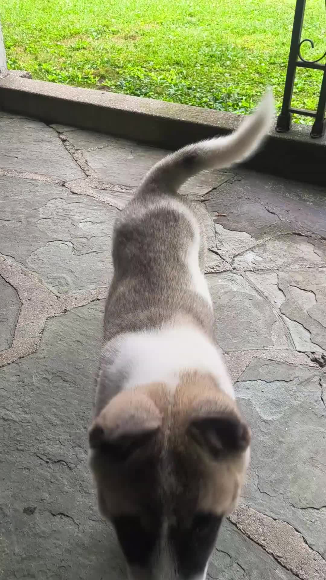 Akita dogs for sale: Akita 1 - Video 1