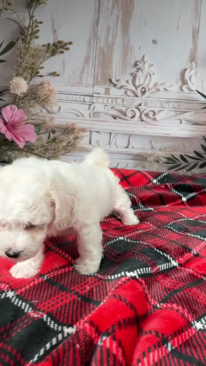 Bichon Frise dogs for sale: AKC-Freddie - Video 1