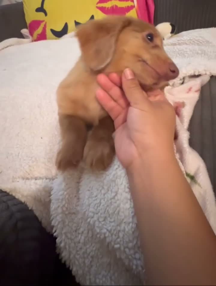Dachshund dogs for sale: Salami - Video 1