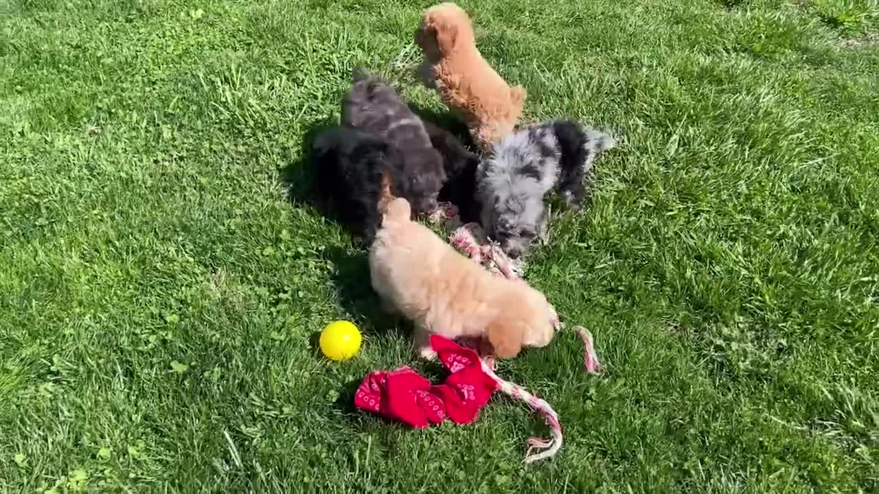 Miniature Poodle dogs for sale: Kody - Video 1