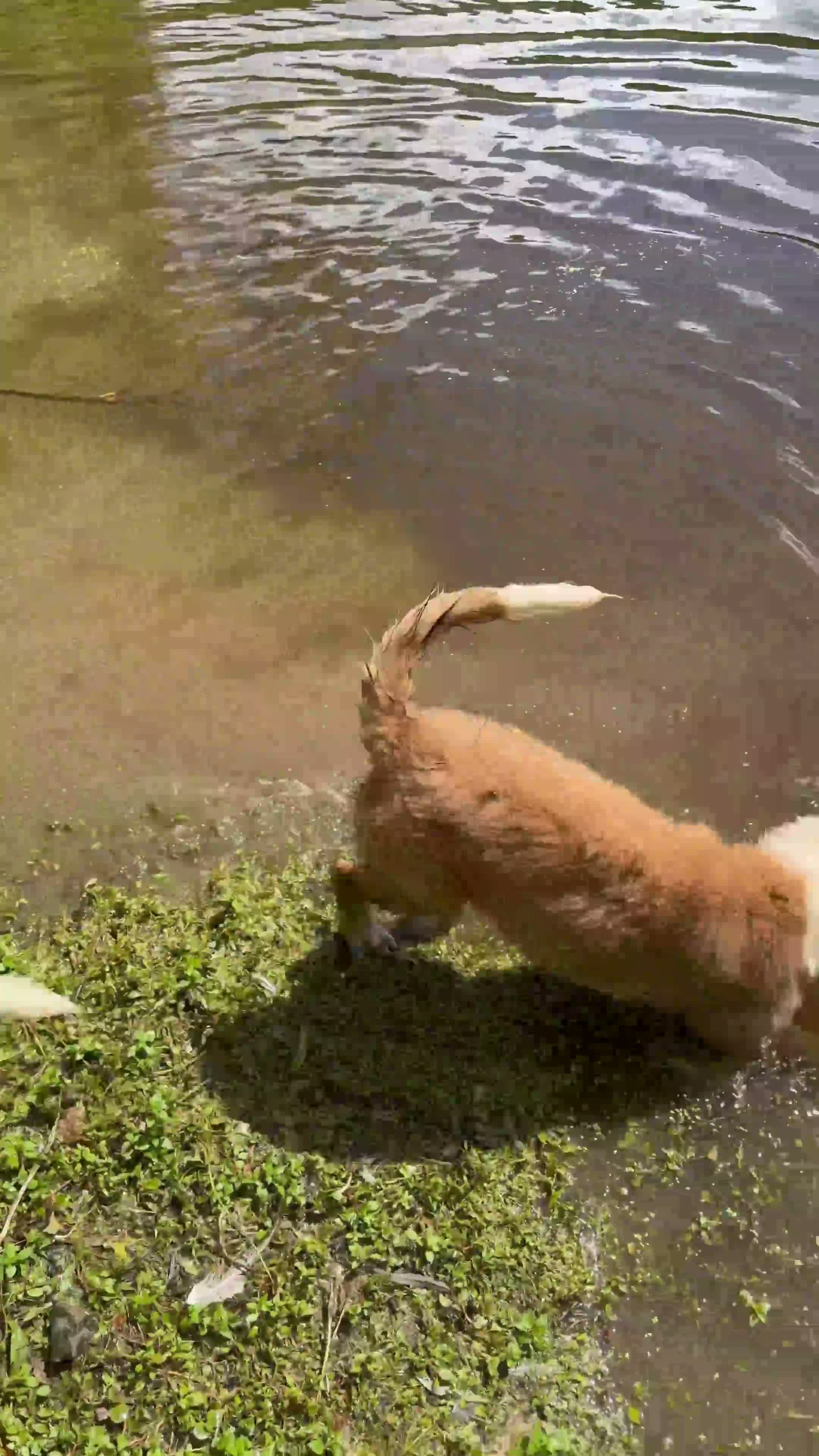 Mixed Breed dogs for sale: Mixed Breed 2 - Video 1