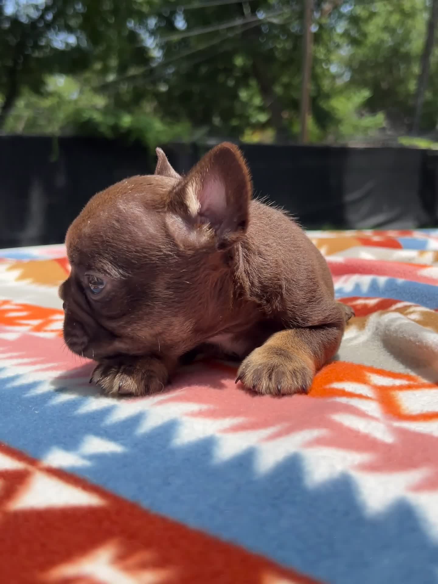 French Bulldog dogs for sale: Cosmo - Video 1