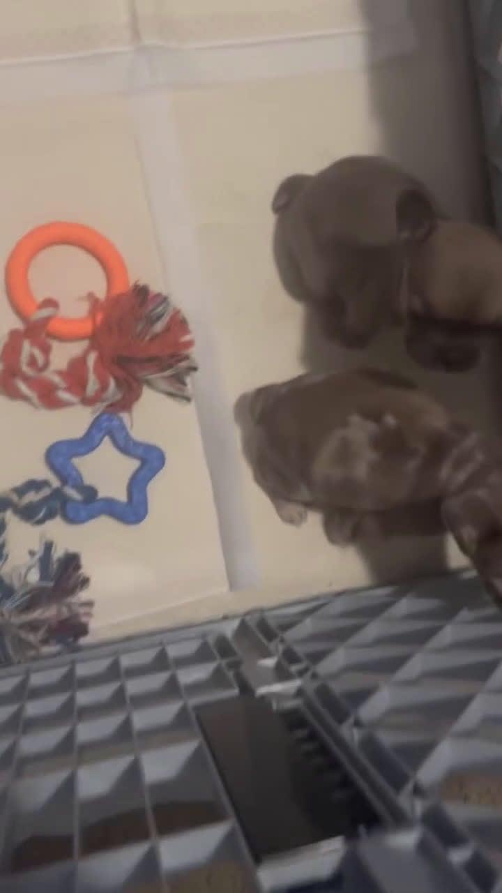 American Staffordshire Terrier dogs for sale: Chocolate Merle tricolor French bulldog  - Video 1