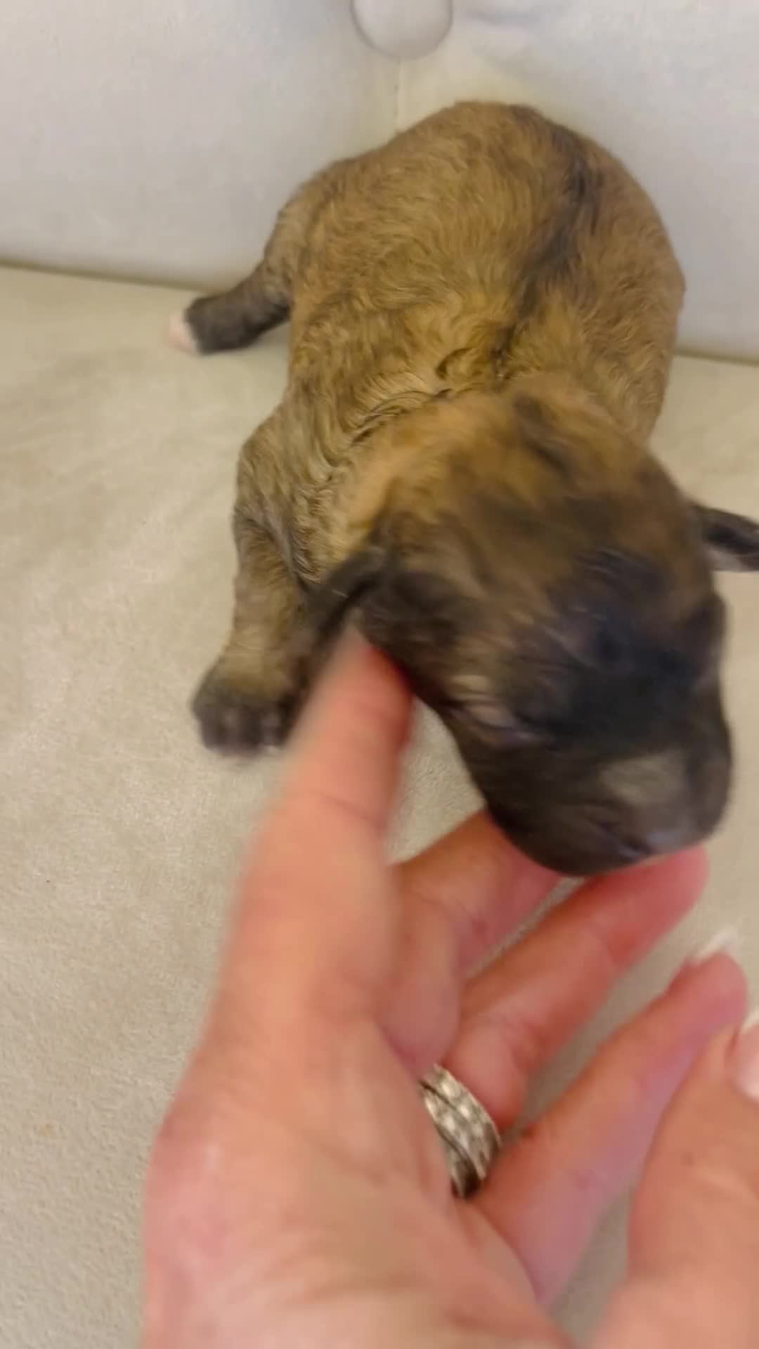Bernedoodle dogs for sale: Calypso ❤️ micro mini Bernedoodle female  - Video 1