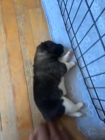 Akita dogs for sale: Akita 3 - Video 1
